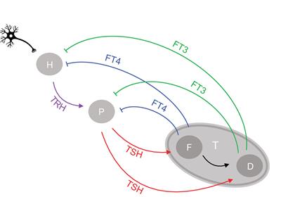 Principles of Endocrine Regulation: Reconciling Tensions Between Robustness in Performance and Adaptation to Change